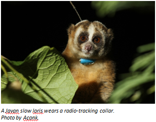 Slow loris welfare and conservation - American Society of Primatologists