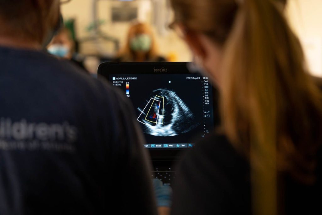 View is peering over the shoulders of two experts who are examining a great ape echocardiogram.