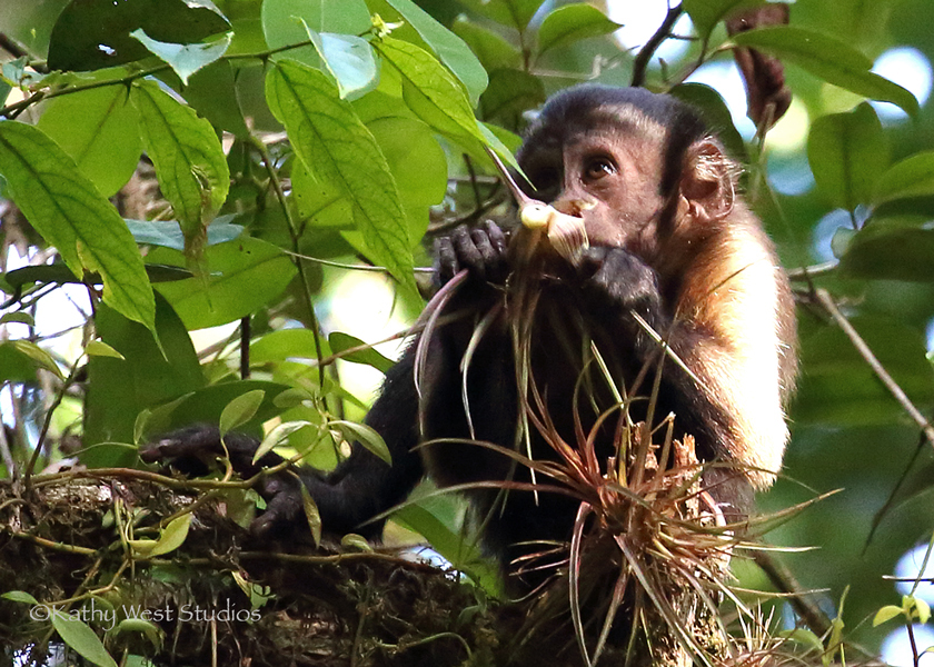 Support ASP - American Society of Primatologists