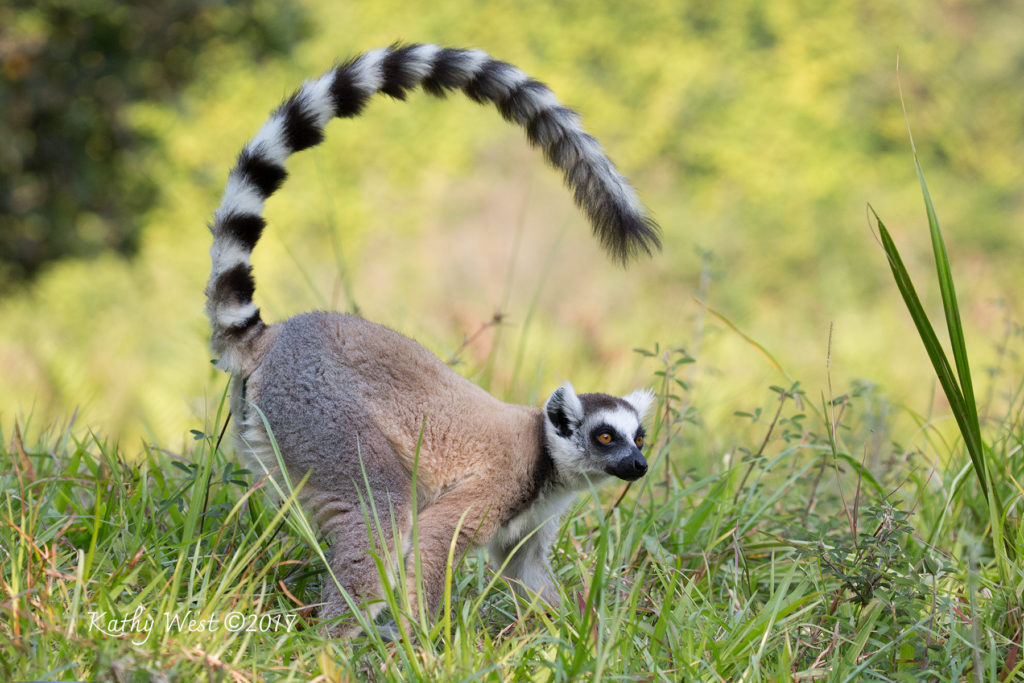 Image of a ring-tailed lemur standing in the grass by Kathy West.