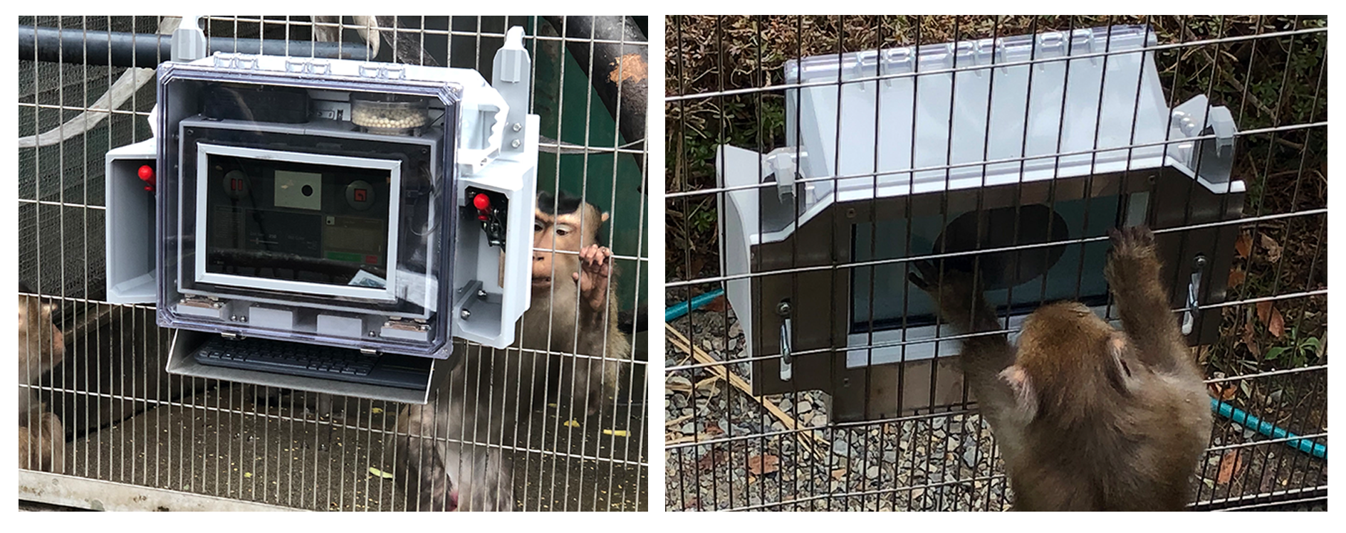Primates Computer Using Touchscreens with Nonhuman Primates - American Society of ...